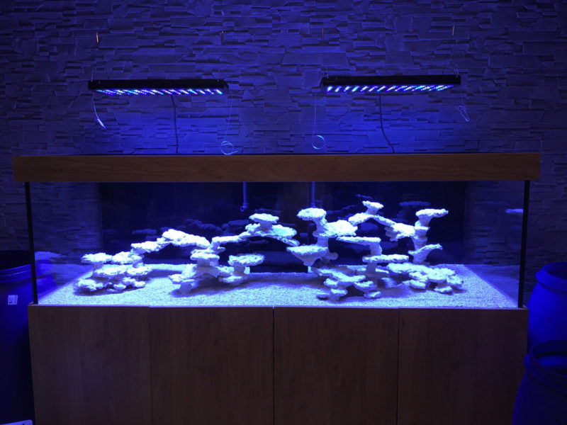 Aquarium_atmosphäre
