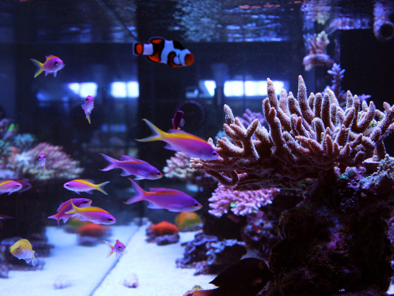 Aquarium_fische